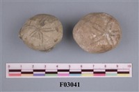 藏品(棘燈形海膽)的圖片